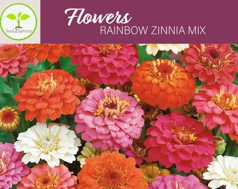 50+ Zinnia Rainbow Mix , Flower Seeds, Non-GMO