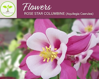 100+ Rose Star Columbine Flower Seeds, Non-GMO