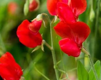 15+ Royal Scarlet Sweet Pea Flower Seeds Mix, Non-GMO