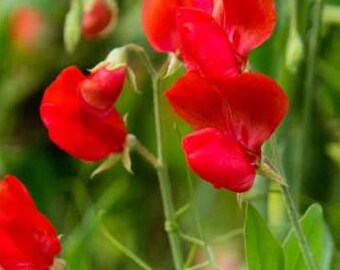 15+ Royal Scarlet Sweet Pea Flower Seeds Mix, Non-GMO