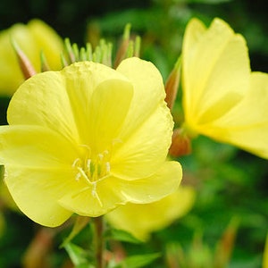 500+ Dwarf Evening Primrose Flower Seeds, Non-Gmo