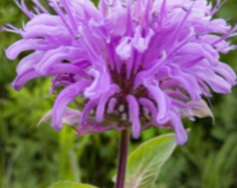 100+ Bee Balm Wild Bergamot Seed, (Monarda fistulosa) Seeds, Herb Seeds, Non-GM