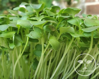 May include: Close-up of a bunch of green microgreens, with the text "Seed2Sprouts" in the lower right corner.