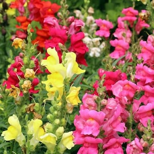 1000+ Maximum Mix Snapdragon Flower Seeds, Non-GMO