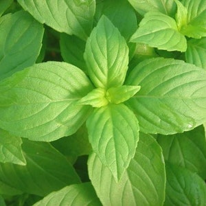 100+ Lemon Basil Seeds, Herb Seeds, Non-GMO, Heirloom