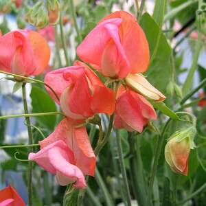 Op de afbeelding: Close-up van een tros roze en perzikkleurige zoete erwtenbloemen met groene stelen en bladeren.