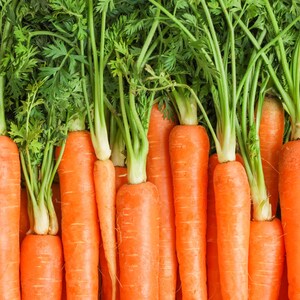 100 Carrot Seeds, Danvers 126 Carrots, Vegetable Seeds, Non -GMO, Heirloom
