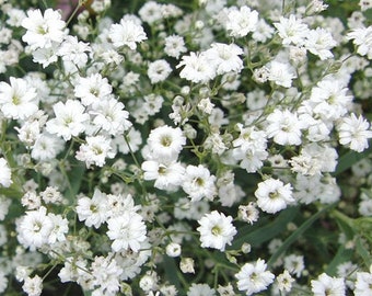 Pode incluir: Uma imagem de close-up de um grupo de pequenas flores brancas. As flores são delicadas e têm uma textura macia e emplumada. O fundo é um desfoque de folhas verdes.