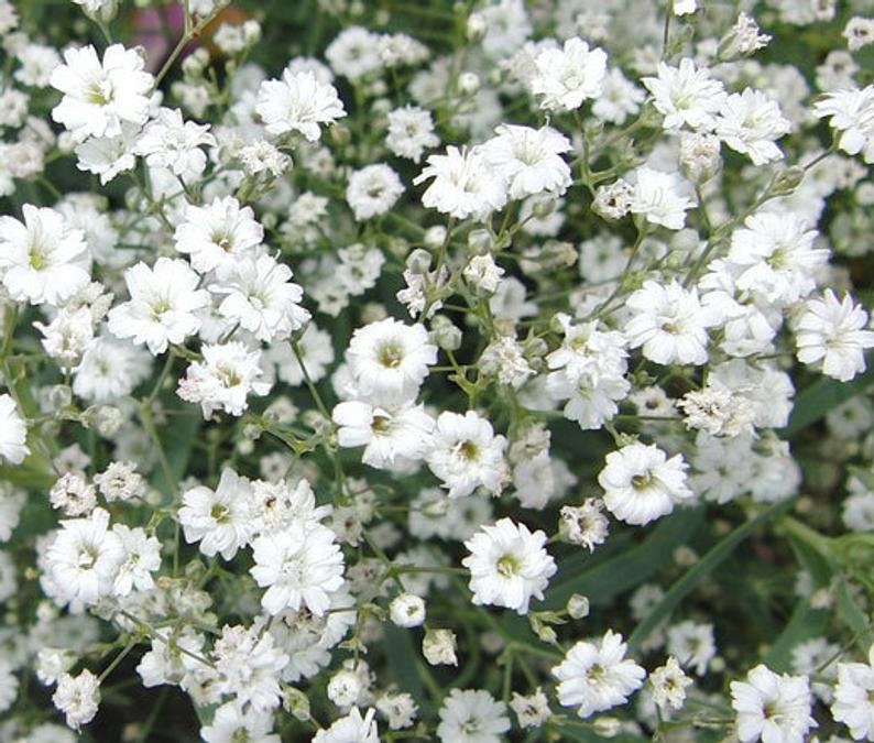 125+ Babys breath Seeds, Flower Seeds, Non GMO
