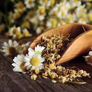 200+ Chamomile Seeds, German Chamomile Seeds, Herb Seeds, Non-GMO, Heirloom