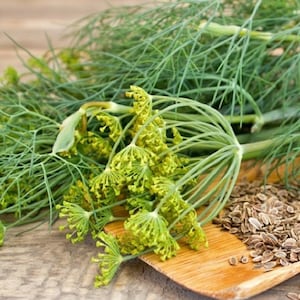 20+ Dill Bouquet Seeds, Organic Dill Seeds, Herb Seeds, Non-GMO, Heirloom