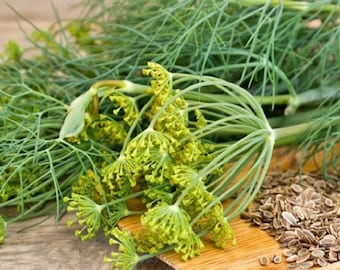 20+ Dill Bouquet Seeds, Organic Dill Seeds, Herb Seeds, Non-GMO, Heirloom