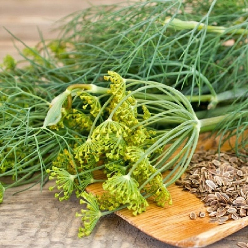 20 Dill Bouquet Seeds Organic Dill Seeds Herb Seeds Etsy