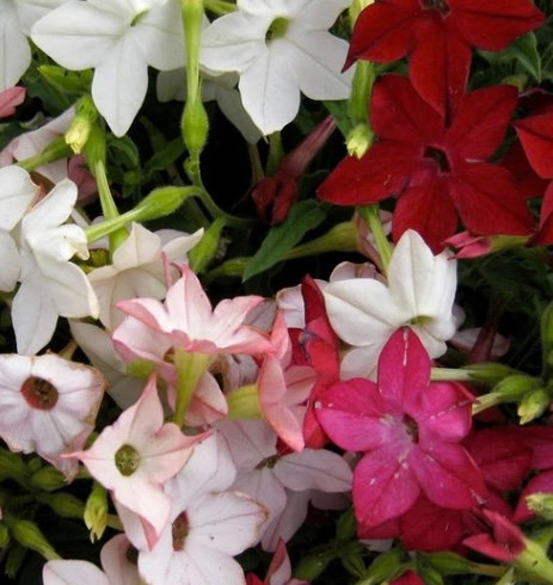 jasmine tobacco plant for sale 100 Sensation Mix Tobacco Scented Jasmine Alata Nicotiana Flower Seeds