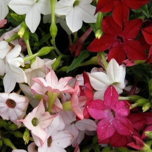 100 Sensation Mix Tobacco Scented Jasmine Alata Nicotiana Flower Seeds