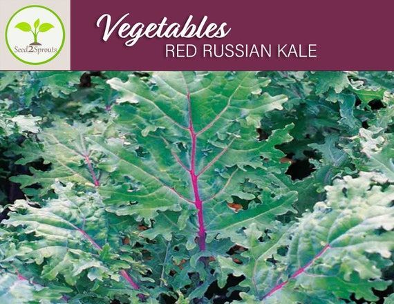 100+ Red Russian Kale Seeds, Vegetable Seeds, Non-gmo, Heirloom - Etsy