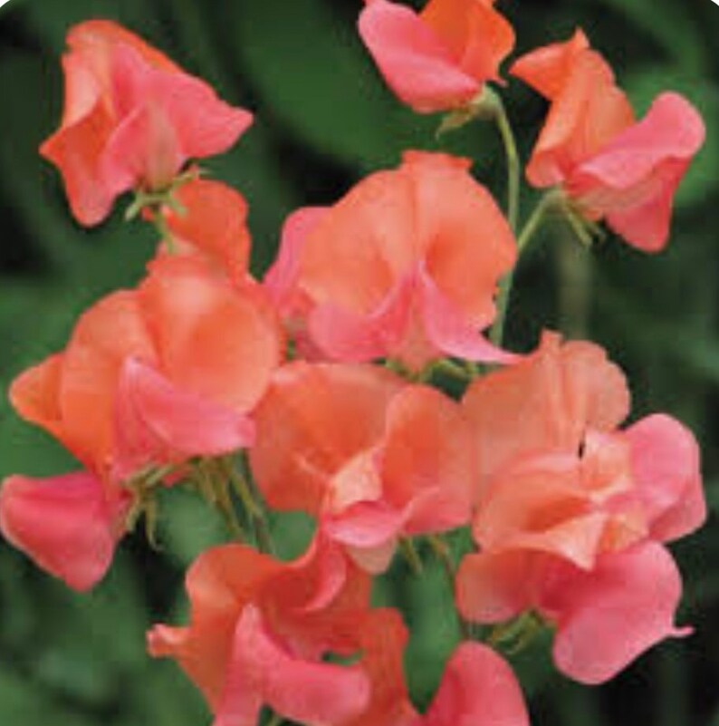 Op de afbeelding: Een trosje delicate, perzikkleurige zoete erwtenbloemen met gekrulde bloemblaadjes. De bloemen zijn in een boeketvormige opstelling gerangschikt, waardoor hun zachte pasteltinten worden getoond.