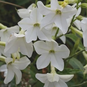 May include: A cluster of white, star-shaped flowers with five petals each. The blossoms feature a pale green center and are attached to slender, light green stems. The petals have smooth, rounded edges, and the flowers are arranged in a dense group.