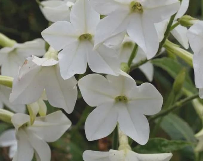 All Flowers