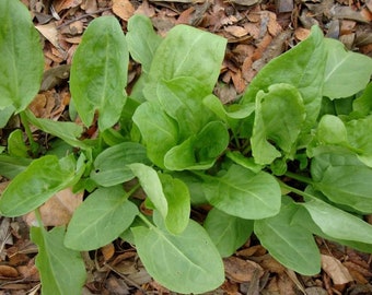 200+ Sorrel Large Leaf Seeds, Herb Seeds, Non-GMO, Heirloom