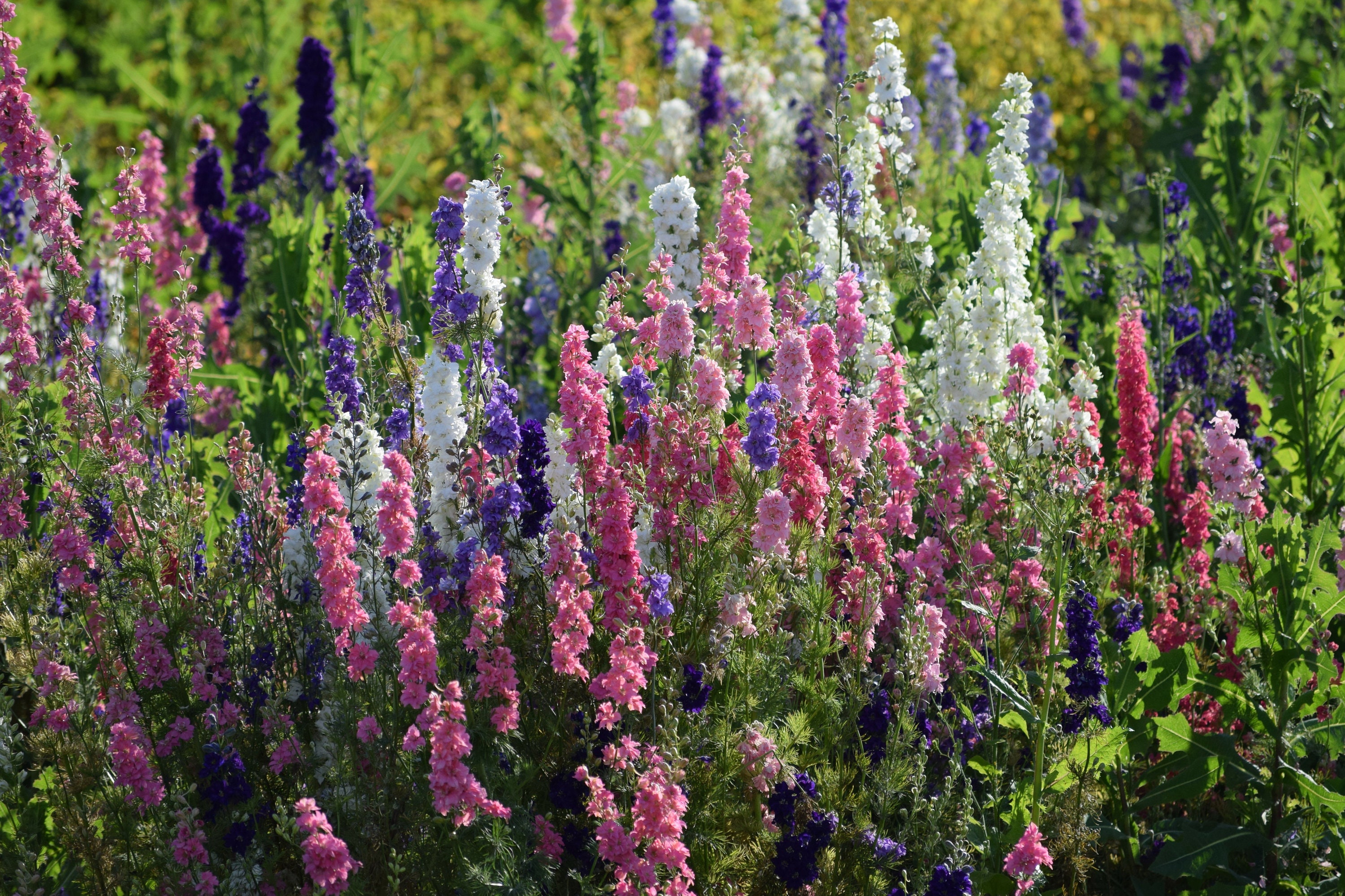 50 Giant Imperial rocket Larkspur Seed Mixture Flower - Etsy 50 Giant Imperial rocket Larkspur Seed Mixture Flower - Etsy