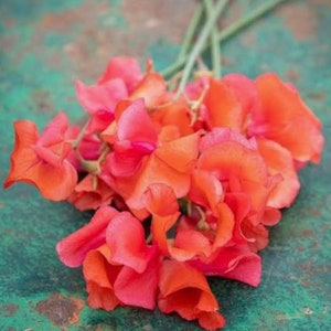 Op de afbeelding: Een boeket feloranje zoete erwtenbloemen met groene stelen.