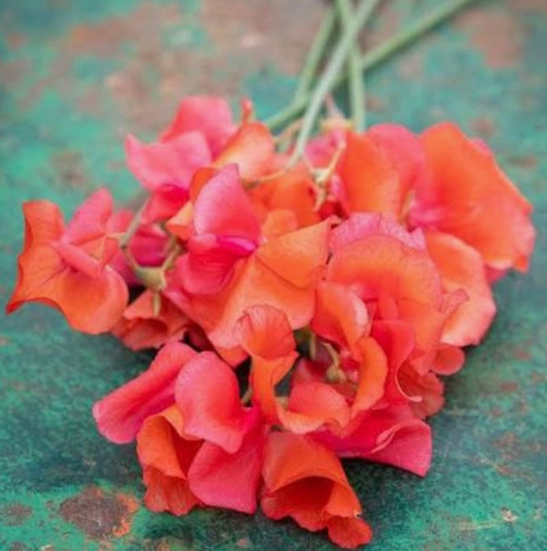 Op de afbeelding: Een boeket feloranje zoete erwtenbloemen met groene stelen.