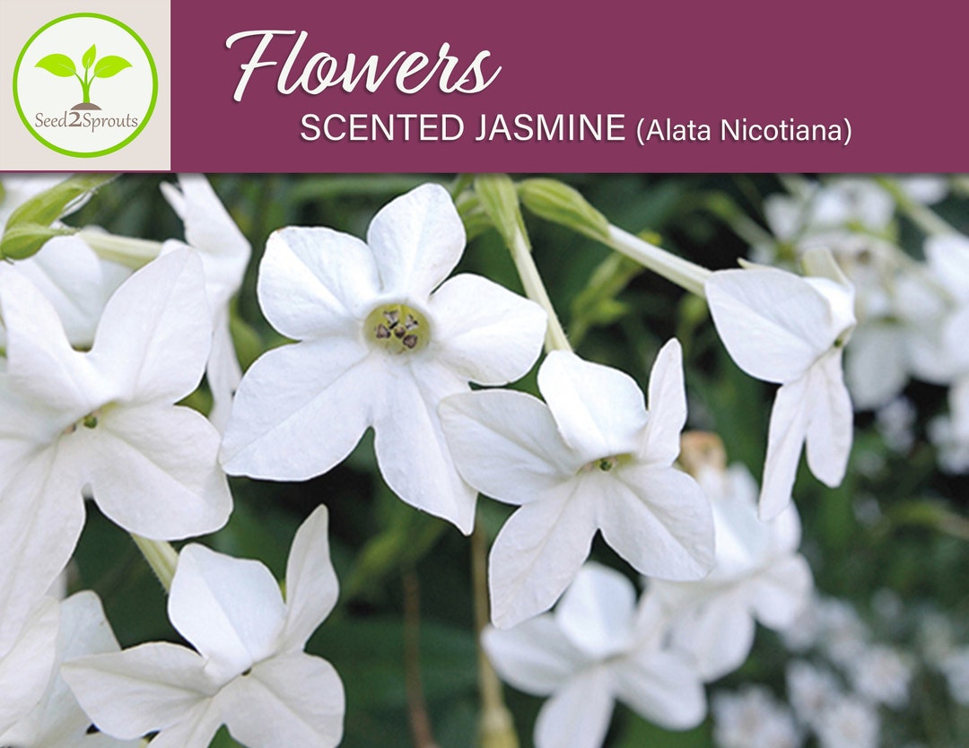 100 Scented Jasmine Alata Nicotiana Flower Seeds, Heirloom Etsy