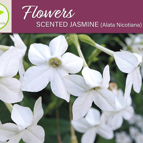 100 Scented Jasmine Alata Nicotiana Flower Seeds, Heirloom