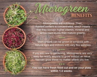 May include: A wooden background with three small bowls containing different types of microgreens. The text "Microgreen Benefits" is at the top of the image. The text below explains that microgreens are nutritious and can be grown in windows or indoors with minimal supplies. The text also states that microgreens can be harvested within 1-3 weeks.
