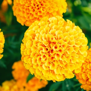 250+ Cracker Jack Marigold Seed Mix, African Marigold Seeds, Flower Seeds, Tagetes erecta, Non-GMO