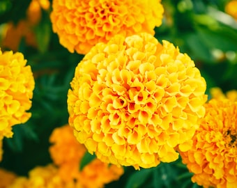 250+ Cracker Jack Marigold Seed Mix, African Marigold Seeds, Flower Seeds, Tagetes erecta, Non-GMO