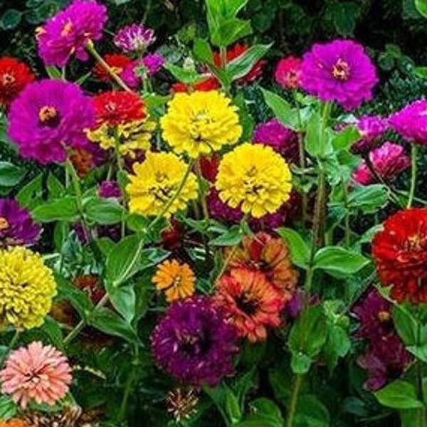 50+ State Fair Zinnia Mix , Zinnia elegans, Flower Seeds, Non-GMO