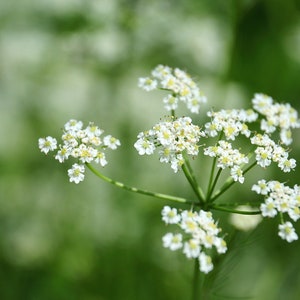 200+ Caraway Seeds, Herb Seeds, Non-GMO, Heirloom