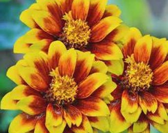 50+ Persian Carpet Zinnia Mix Seeds, Heirloom Flower Seeds, Non-GMO