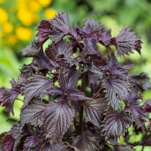 250+ Purple Shiso Herb Seeds,Perilla Herb Seeds, Non-GMO, Heirloom