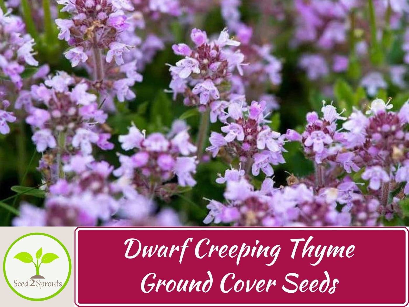 Creeping Thyme - Fragrant Groundcover