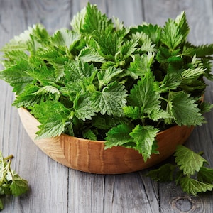 100+ Stinging Nettle Herb Seeds, Urtica Dioica seeds, medicinal herb, Non-GMO