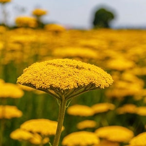 200+ Golden Yarrow Seeds, Achillea Seeds, Flower Seeds