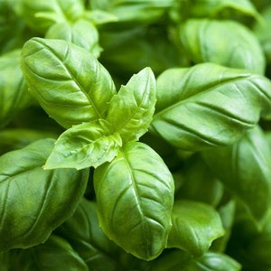 100+ Italian Large Leaf Basil Seeds, Herb Seeds, Non-GMO, Heirloom