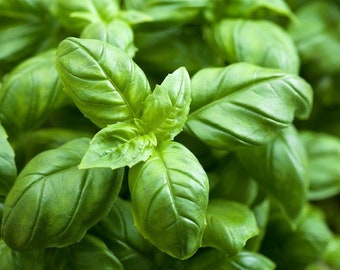 100+ Italian Large Leaf Basil Seeds, Herb Seeds, Non-GMO, Heirloom