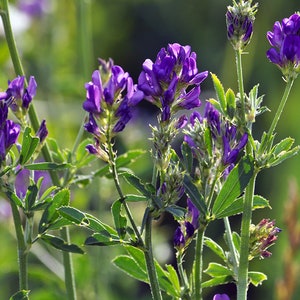 Organic Alfalfa Cover Crop Seeds, Non-GMO
