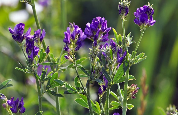Organic Alfalfa Cover Crop Seeds, Non-gmo - Etsy