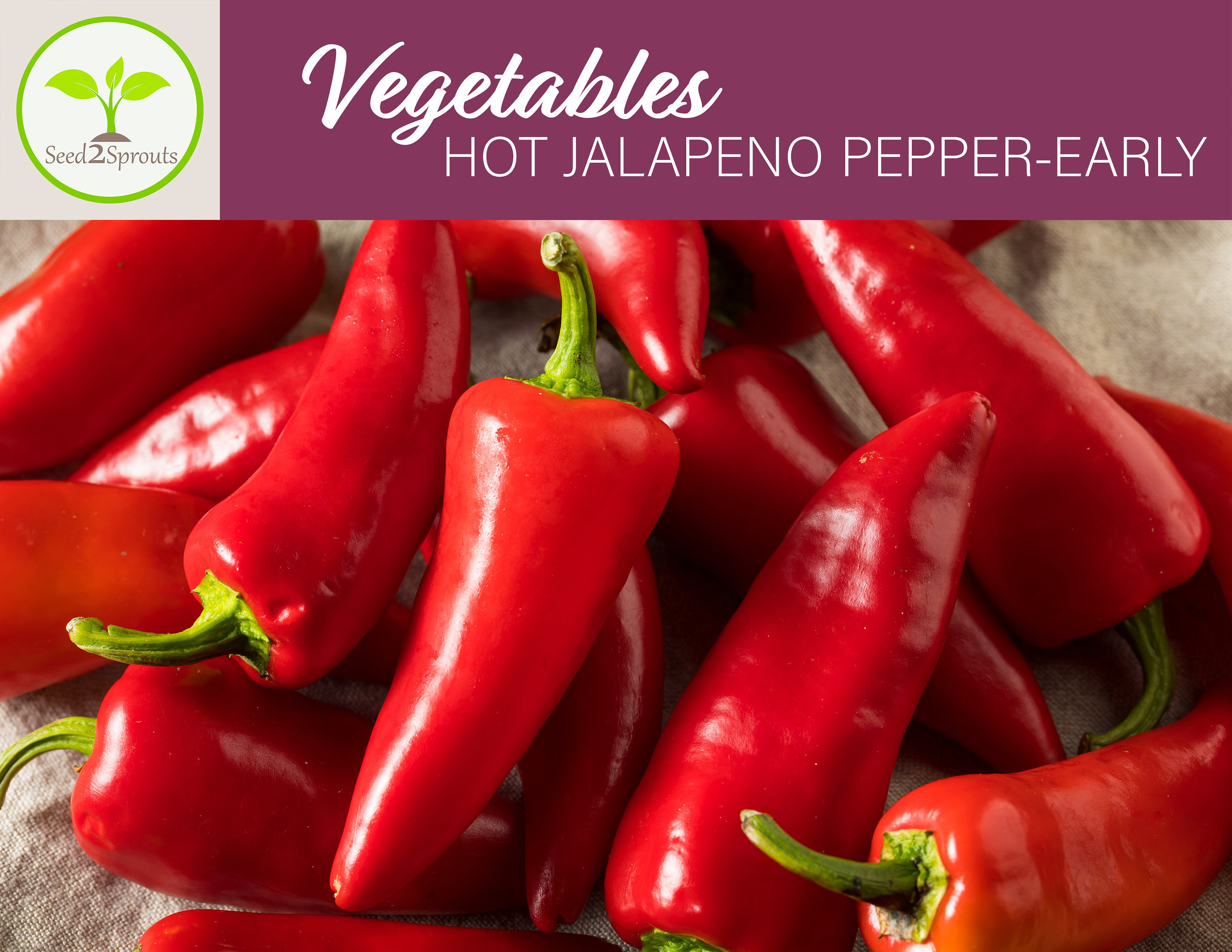 25 Hot Jalapeno Pepperearly Seeds Jalapeno Pepper Seeds Etsy