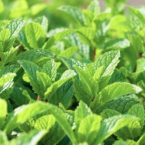 50+ Peppermint Seeds, Herb Seeds, Heirloom, Non-GMO