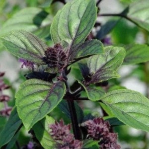 100+ Cinnamon Basil Seeds, Herb Seeds, Non-GMO, Heirloom