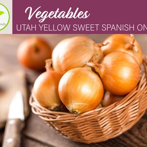 25+ Utah Yellow Sweet Spanish Onion Seeds, Vegetable Seeds, Non-GMO, Heirloom
