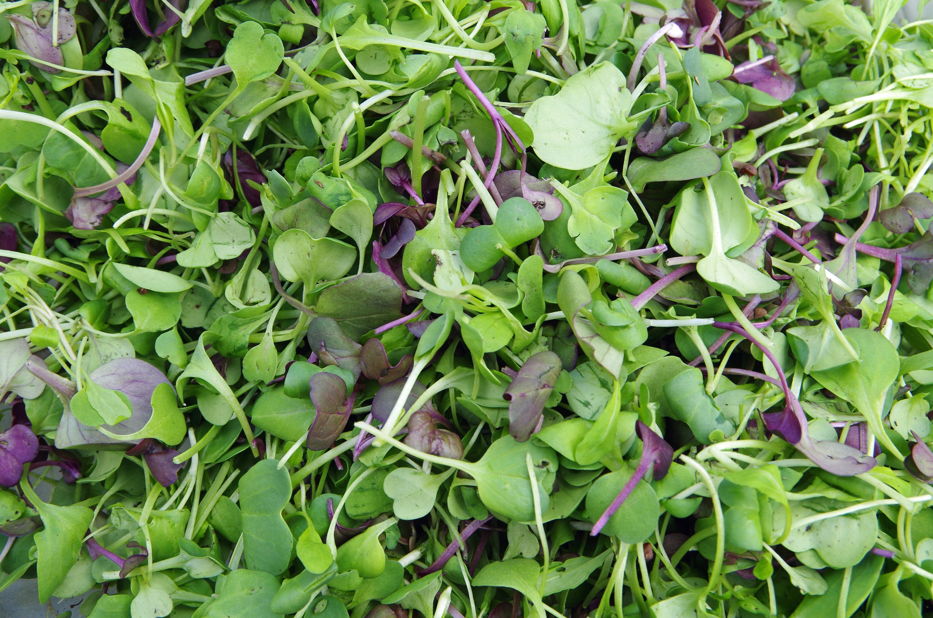 Basic Salad Mix Microgreen Seeds 6 10 Times More Nutrious Etsy