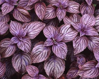 Herbs