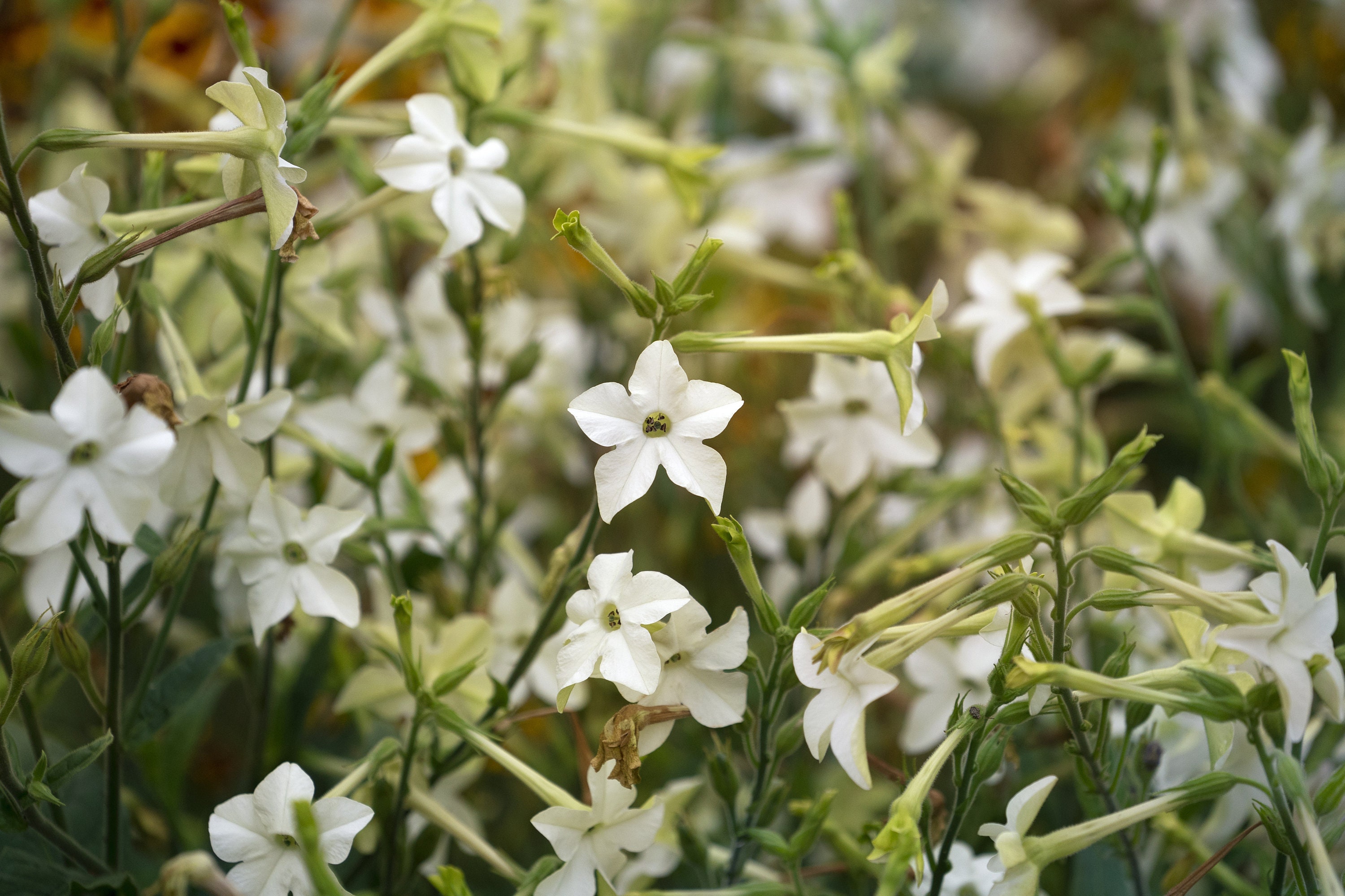 Nicotiana, Jasmine Scented ubicaciondepersonas.cdmx.gob.mx